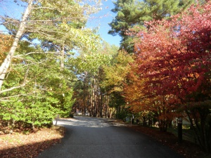 紅葉がとってもきれいです。